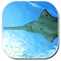bahamas sawshark image