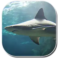 Bronze Whaler Shark Image