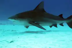 bull shark