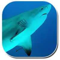 Bull Shark