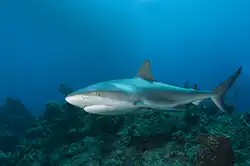 caribbean reef shark