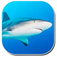 Caribbean reef shark