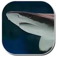 Gray Reef Shark