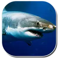 Great White Shark Image