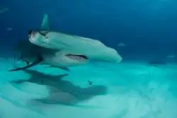 Hammerhead Shark