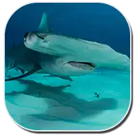 Hammerhead Shark
