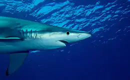 blue shark image