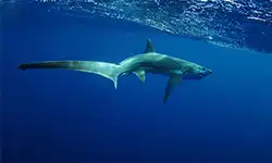 Thresher Shark