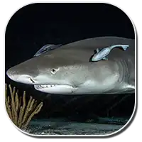 Lemon Shark