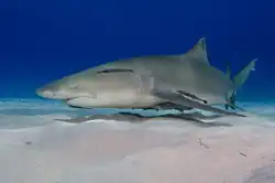 lemon shark