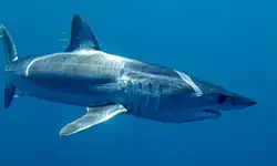 Mako Shark