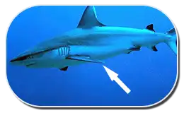 Pectoral Fins