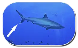 Caudal Fins
