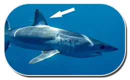 Dorsal Fin