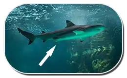pelvic fin