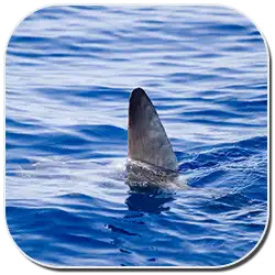 Shark Fin Out Of Water