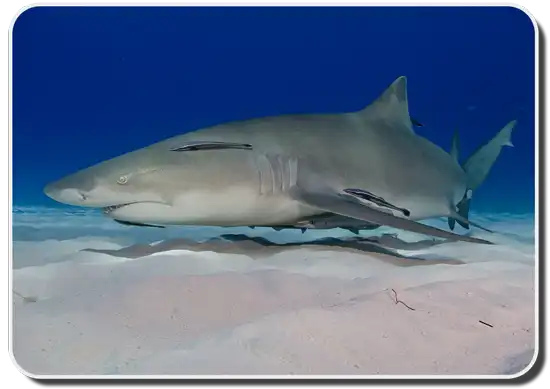Shark Anatomy