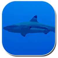 Silvertip Shark