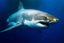 the great white shark