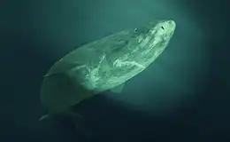 Greenland Shark
