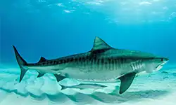 tiger shark