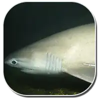 Bluntnose Sixgill Shark