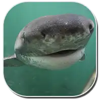 Broadnose Sevengill Shark