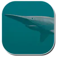 Goblin Shark