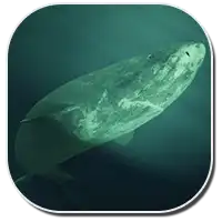 Greenland Shark