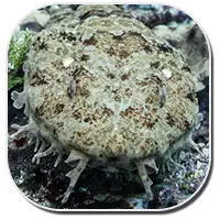 Japanese Wobbegong