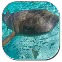 nurse shark