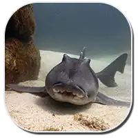 Port Jackson Shark
