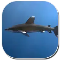 Reef Shark