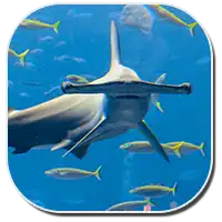 Scalloped Hammerhead Shark