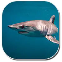 Shortfin Mako Shark