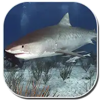 Tiger Shark