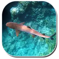 Whitetip Reef Shark