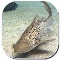 zebra shark