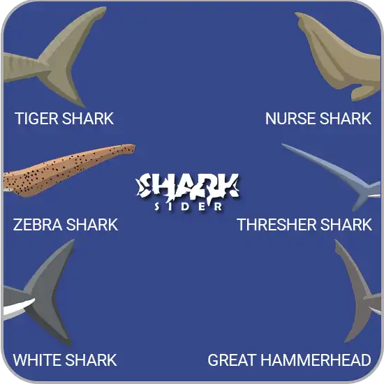 Types Of Shark Tail Fins